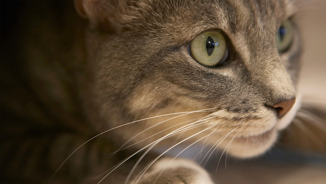 Por que a pupila do olho do gato muda de formato?