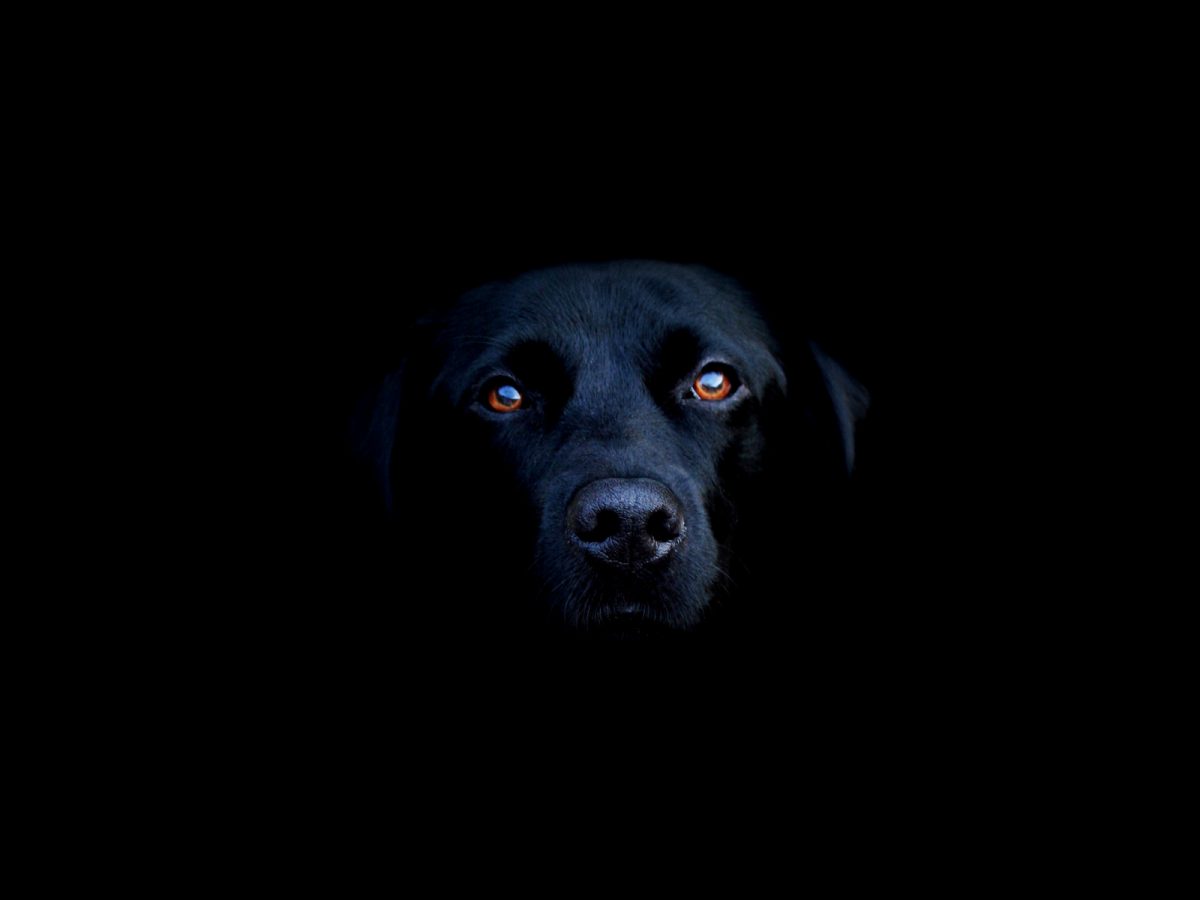 Os cães enxergam no escuro?