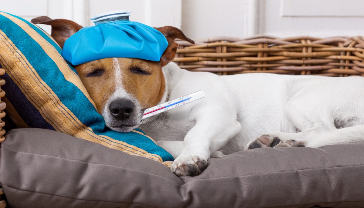 O que é tosse dos Canis ou Gripe dos Cães???